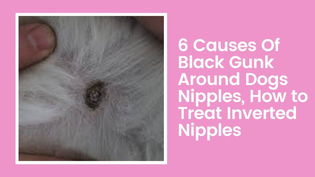 6 Causes Of Black Gunk Around Dogs Nipples, How to Treat Inverted Nipples