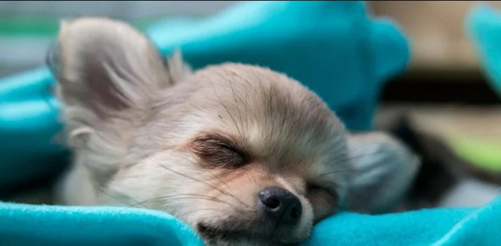 10 Reasons Why Your Puppy Breathing Fast While Sleeping?