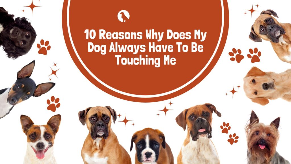 10 Reasons Why Does My Dog Always Have To Be Touching Me