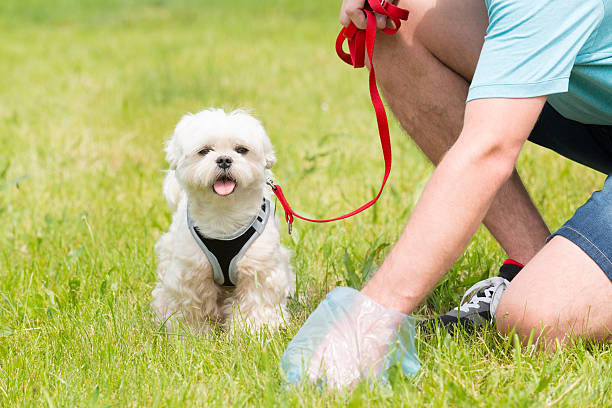 Why Won’t My Dog Poop Outside? 5 Reasons to Understand