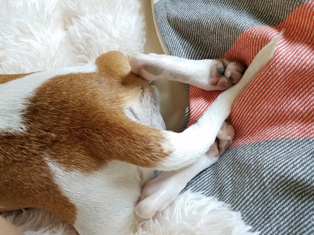 Dog keep Licking base of tail Dog keep Licking base of tail