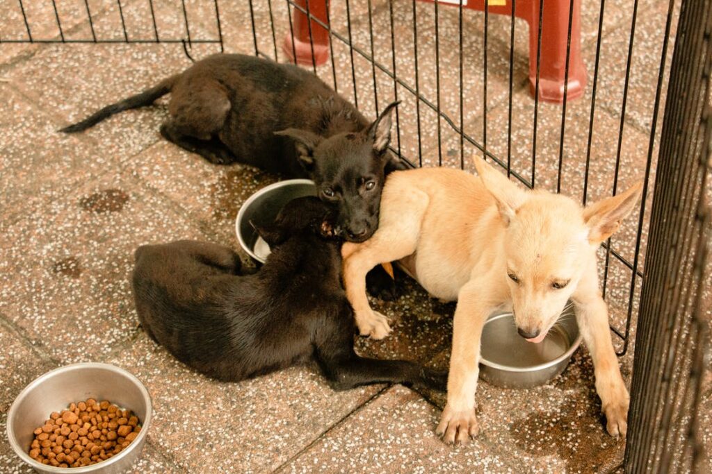 Why Your Dog Keeps Licking Base Of Tail